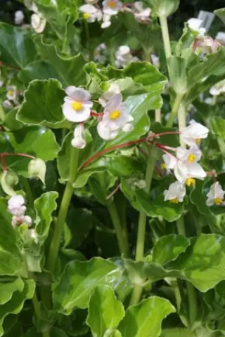 Begonia cucullata var. arenosicola