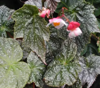 Begonia formosana f. albomaculata