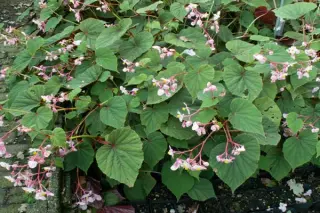 Begonia grandis evansiana