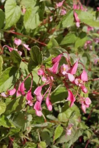 Begonia grandis ssp. sinensis