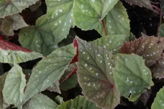 Begonia grandis 'Sparkle And Shine'