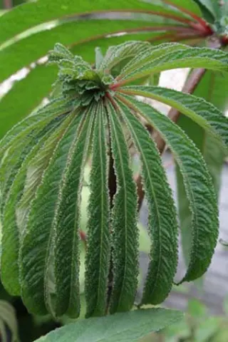 Begonia luxurians