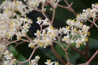 Begonia luxurians