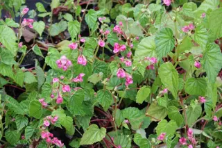 Begonia modestiflora