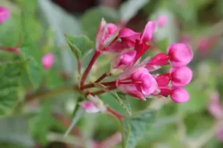 Begonia modestiflora