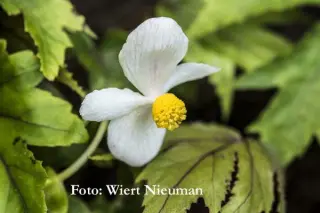 Begonia pedatifida