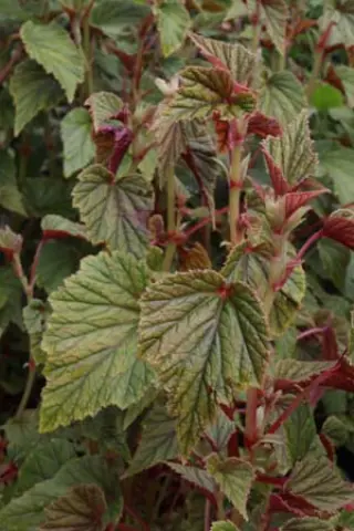 Begonia sinensis 'Red Undies' - Bwj8011