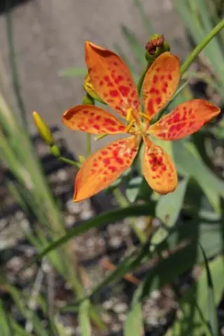 Belamcanda chinensis