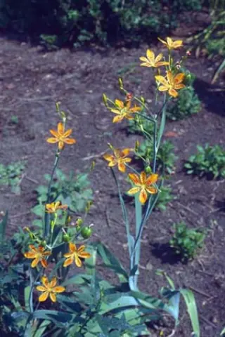 Belamcanda chinensis