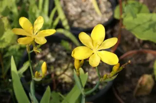 Belamcanda flabellata 'Hello Yellow'