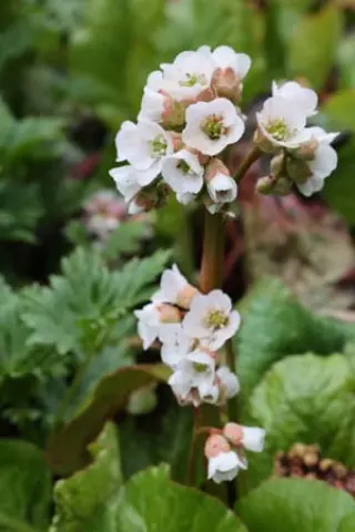 Bergenia 'Blickfang'