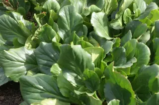 Bergenia 'Brahms'