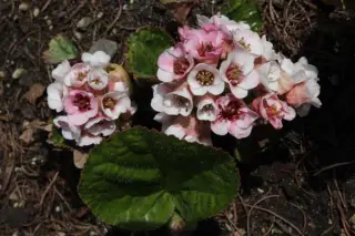 Bergenia ciliata ssp. ciliata