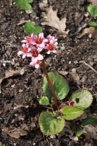 Bergenia ciliata 'Dumbo'