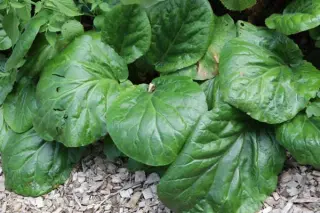Bergenia ciliata