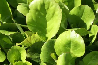 Bergenia crassifolia DF90028