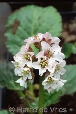 Bergenia cyanea