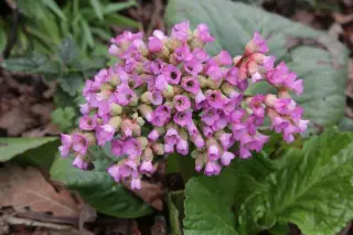 Bergenia 'Edens Dark Margin'