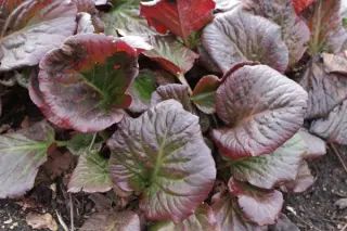 Bergenia 'Edens Magic Giant'