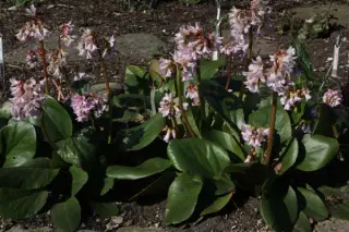 Bergenia emeiensis hybride