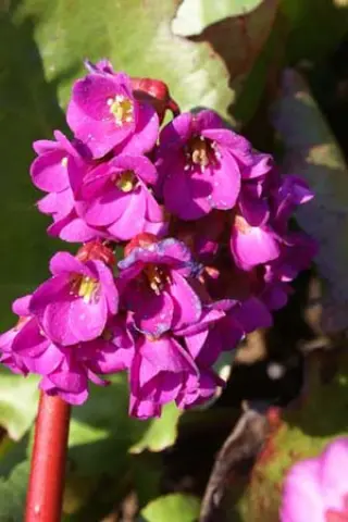 Bergenia 'Eric Smith'