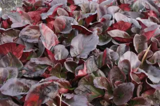 Bergenia 'Eroica'