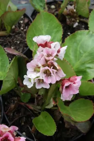 Bergenia 'Harzkristall'