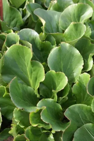 Bergenia 'Herbstblüte'