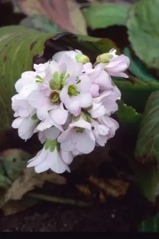 Bergenia 'Joker'