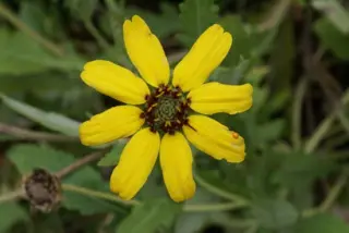 Berlandiera lyrata