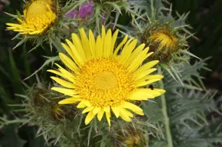 Berkheya multijuga