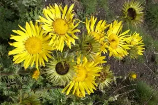Berkheya multijuga