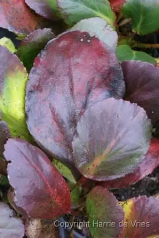 Bergenia 'Pink Dragonfly'