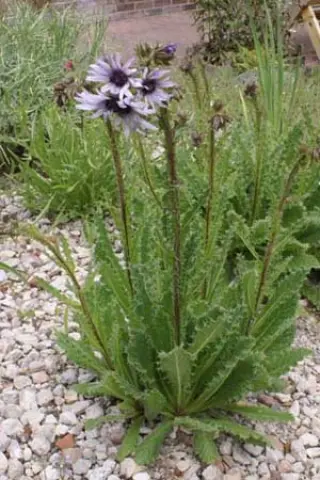 Berkheya purpurea