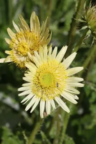 Berkheya radula