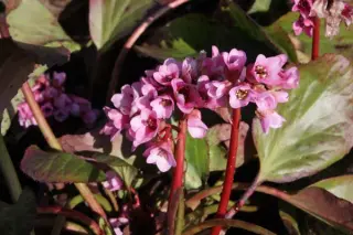 Bergenia x schmidtii (B.cras. 'Orbic')