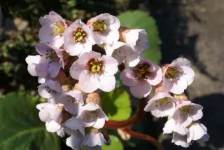 Bergenia 'Schneekönigin'