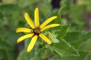Berlandiera texana
