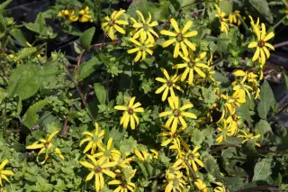 Berlandiera texana