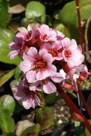 Bergenia 'Wintermärchen'