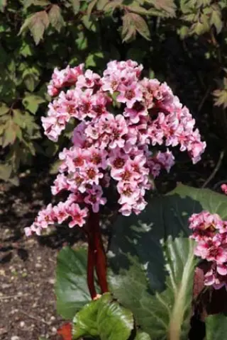 Bergenia 'Xxl'