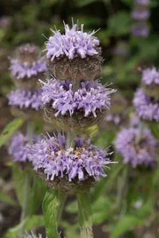 Blephilia ciliata