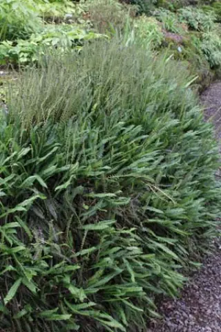 Blechnum penna-marina