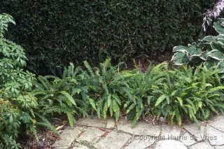 Blechnum spicant