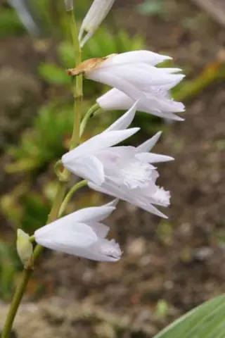 Bletilla striata 'Albostriata Alba'