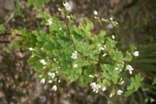 Boenninghausenia albiflora