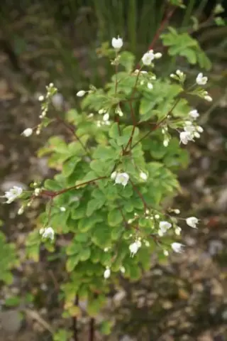 Boenninghausenia albiflora