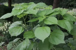 Boehmeria nivea