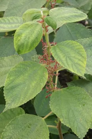 Boehmeria nivea