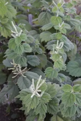 Boehmeria platanifolia